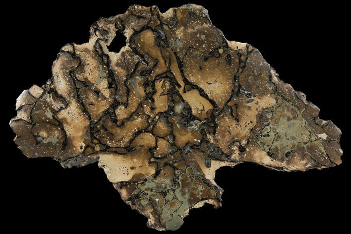 Pyritized, Polished Sauropod Bone - Isle Of Wight #131215